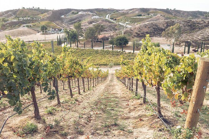 Temecula Valley Afternoon Wine Tour with Tastings and Cheeseboard - Key Points