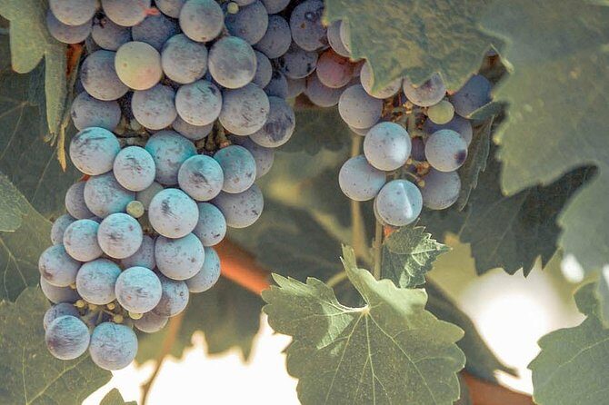 Temecula Valley Afternoon Wine Tour with Tastings and Cheeseboard - FAQ