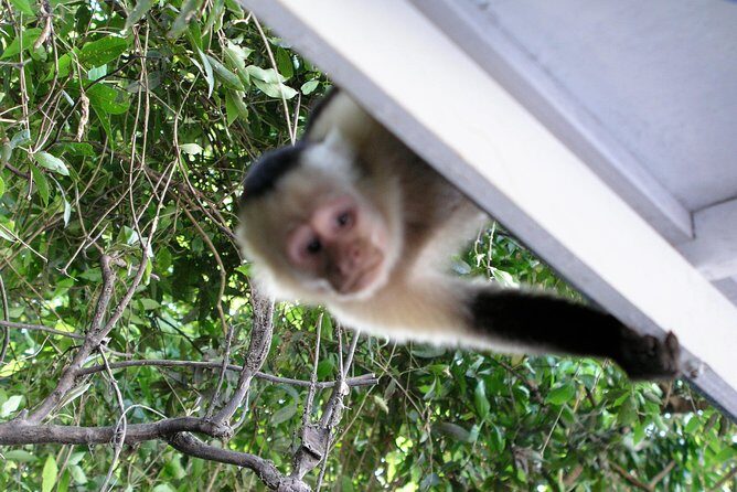 Tempisque River Monkey, Crocodile and Tropical Birds Boat Safari - Frequently Asked Questions