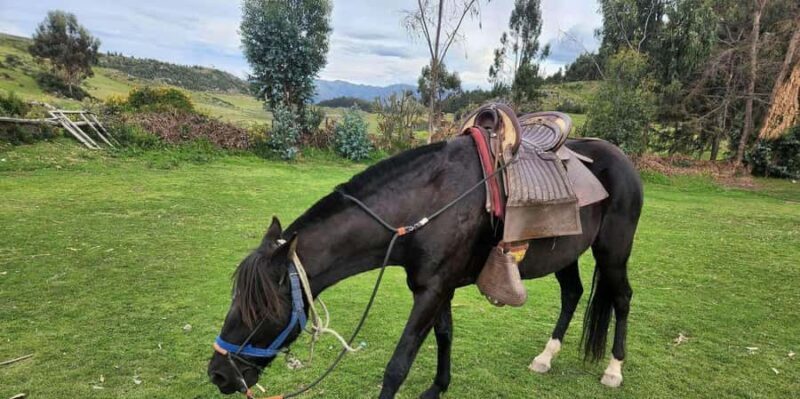 Temple of the Moon Horseback Riding Tour with Transfer - Authentic Experiences and Practical Details