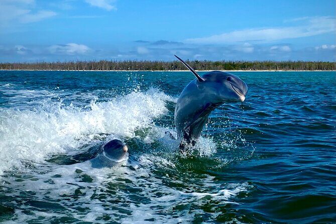 Ten Thousand Islands Eco/Dolphin Tour - Exploring the Ten Thousand Islands Eco/Dolphin Tour