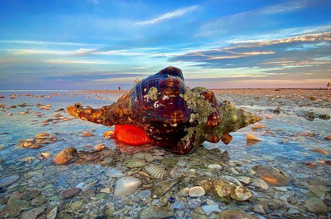 Ten Thousand Islands Eco/Dolphin Tour - Frequently Asked Questions