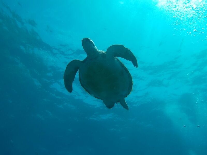Tenerife: 2 Diving Sessions for Certified Divers - A Closer Look at the Tenerife Diving Tour