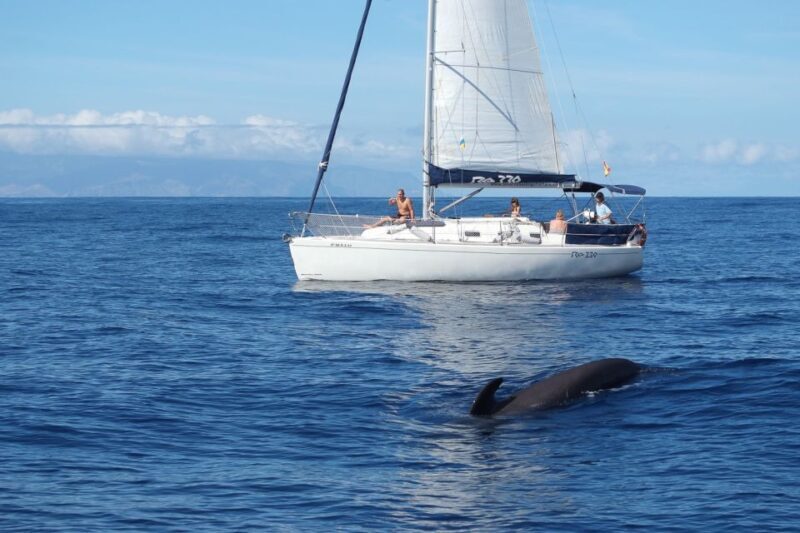 Tenerife: 3 &-6 Hour Private Whale & Dolphin Watching - Key Points