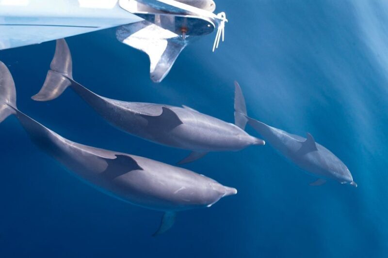 Tenerife: 3 &-6 Hour Private Whale & Dolphin Watching - An In-Depth Look at the Experience