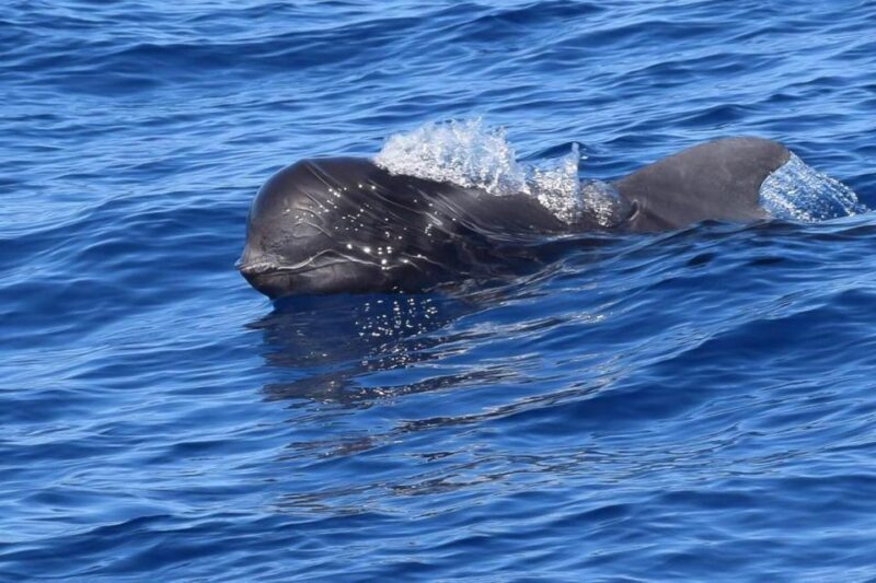 Tenerife: 3 &-6 Hour Private Whale & Dolphin Watching - Authentic Feedback from Previous Travelers