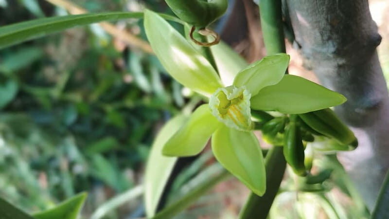 Tenerife: A tour in a food forest and a vanilla cultivation - Exploring the Finca La Canopea Experience