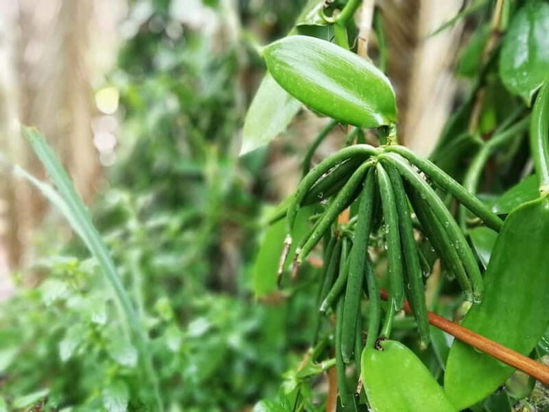 Tenerife: A tour in a food forest and a vanilla cultivation - Frequently Asked Questions