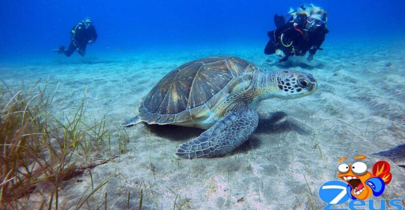Tenerife: Abades Beach Beginner Diving Experience - Why We Think This Tour Works Well