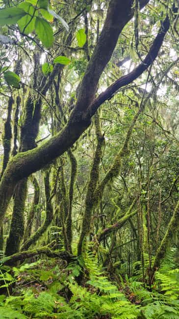 Tenerife Anaga Mountains: Circular hike in the laurel forest  small group max. 10 - Key Points