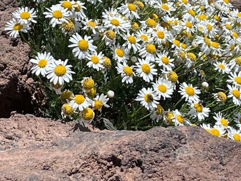 Tenerife: Ascent to the peak of Mount Teide with official permit and tour guide. - Who Would Love This Tour?