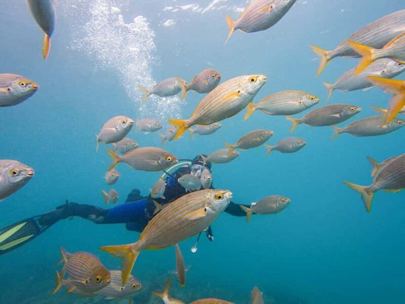 Tenerife: Beginner Scuba Dive Experience with Small Groups - The Sum Up