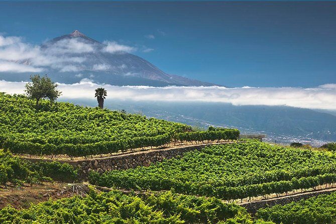 Tenerife Bodegas Monje Winery Tour with Wine and Cheese Tasting - Why This Tour Offers Good Value