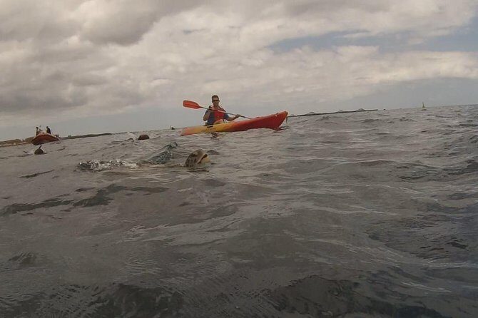 Tenerife by Kayak Adventure in small group - In-Depth: What to Expect from Your Tenerife Kayak & Snorkel Tour