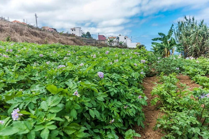 Tenerife: Canary History and Color Potatoes - The Experience in Detail