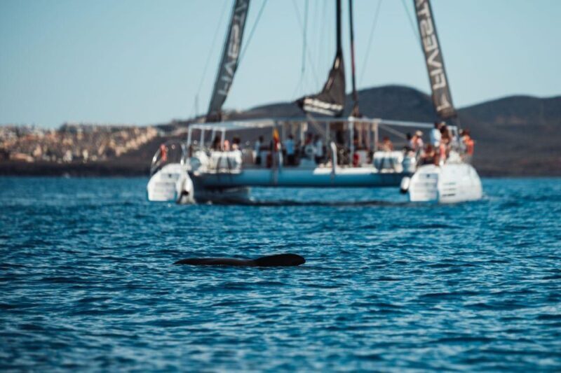 Tenerife: Catamaran Cruise with Brunch and Unlimited Drinks - Comfort and Convenience
