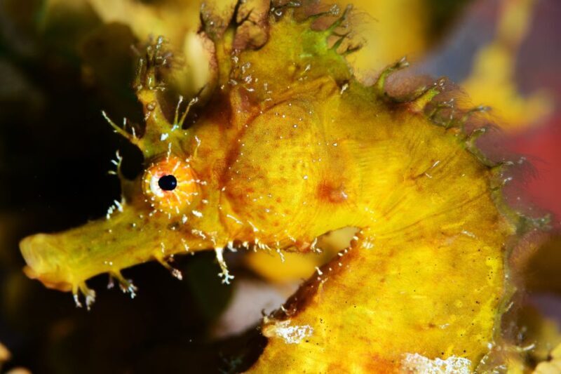 Tenerife: Discover Scuba Diving with Free Photos - The Underwater Experience: Exploring Volcanic Formations and Marine Life