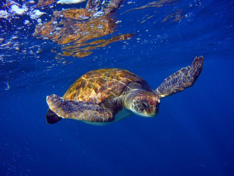 Tenerife: Discover Scuba Diving with Free Photos - Who Is This Tour Best For?