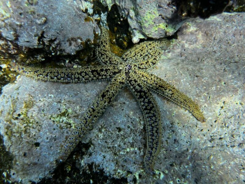 Tenerife : Diving License in one day - Key Points