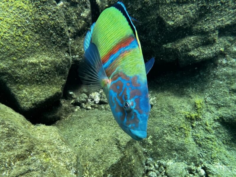 Tenerife : Diving License in one day - A Practical Guide to the Tenerife Diving License Experience