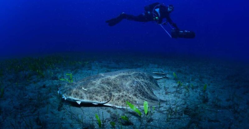 Tenerife: Diving w/ Underwater Scooter (DPV) - A Deep Dive into the Tenerife Underwater Scooter Tour