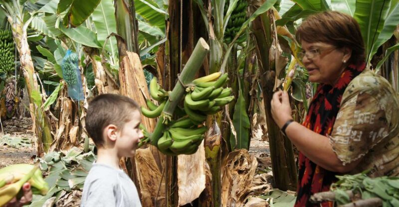 Tenerife: Finca Las Margaritas Banana Plantation Experience - The Details of the Finca Las Margaritas Banana Experience