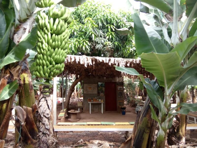 Tenerife: Finca Las Margaritas Banana Plantation Experience - The Sum Up