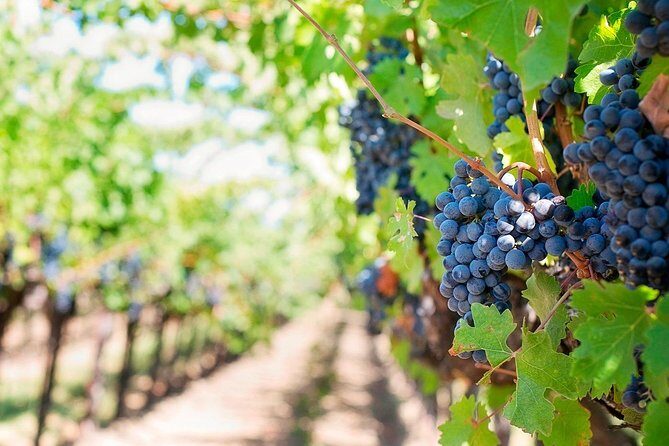 Tenerife Gastronomy Tour with Two Winery Visits and 4-Course Lunch - Detailed Review