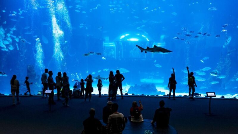 Tenerife: Gran Canaria Full-Day Guided Tour with Aquarium - Wrapping Up the Day and Return