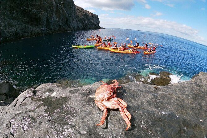 Tenerife: Guided kayak tour with snorkeling in a marine reserve - Practical Details That Matter
