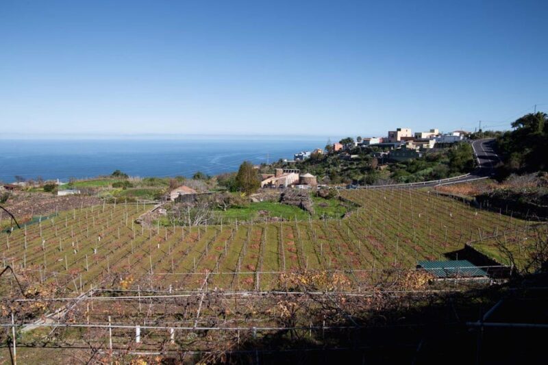 Tenerife: Guided tour with tasting of 6 wines - Who Should Consider This Tour?