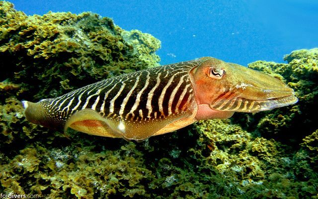 Tenerife: Half-Day Snorkeling Tour - Final Thoughts