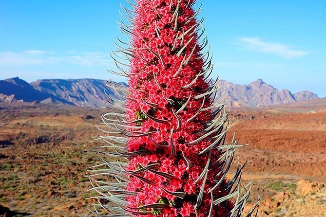 Tenerife Highlights Full-Day Tour - A Deep Dive into the Tenerife Highlights Full-Day Tour