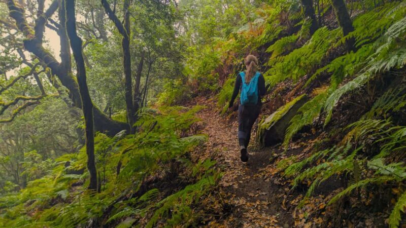 Tenerife: Hike Above Masca in Enchanted Forest with Pick-up - Considerations and Recommendations