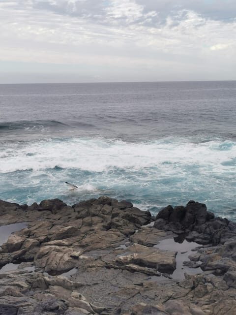 Tenerife Island, The Best Day Tour FOR CRUISE PASSENGERS - Discover Tenerife in a Day: A Balanced Guide for Cruise Passengers