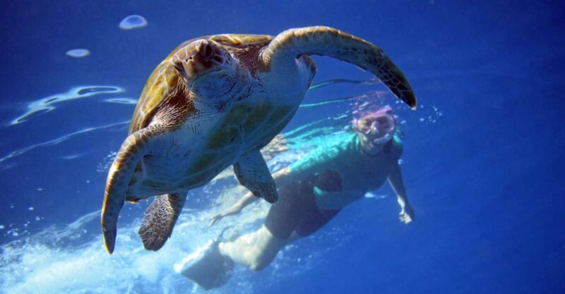 Tenerife: Kayak and Snorkel with Turtles with Free Videos - What to Expect During the Trip