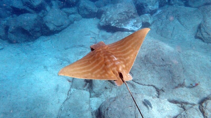 Tenerife: Kayak and Snorkel with Turtles with Free Videos - Practical Details and Tips