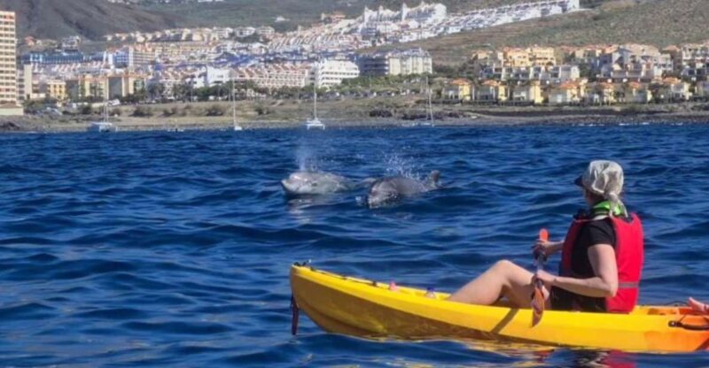 Tenerife: Kayak Safari and Sea Turtle Snorkeling - FAQ
