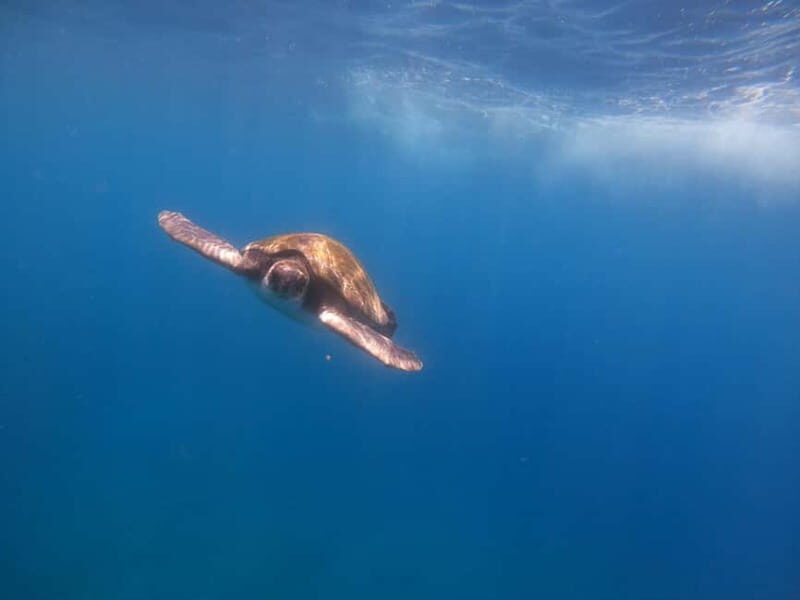 Tenerife: Kayak Sea Safari with Snorkel and Snacks - Tenerife: Kayak Sea Safari with Snorkel and Snacks — A Practical Guide