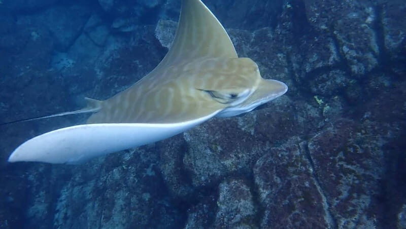 Tenerife: Kayak Sea Safari with Snorkel and Snacks - Frequently Asked Questions