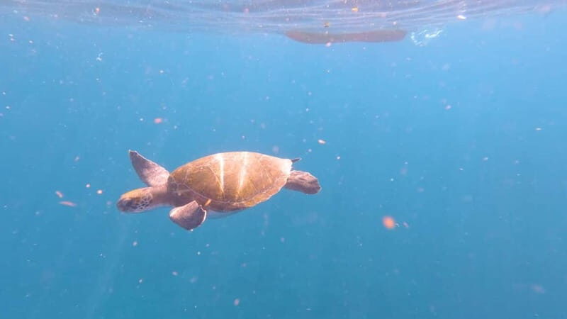 Tenerife: Kayak & Snorkeling Tour - Small Groups - FAQ
