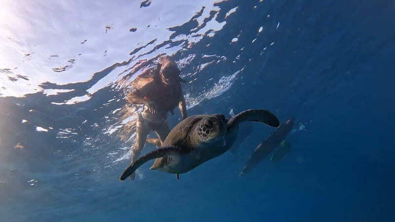 Tenerife: kayak tour with animals and underwater scooters - The Experience: A Deep Dive into What You Can Expect