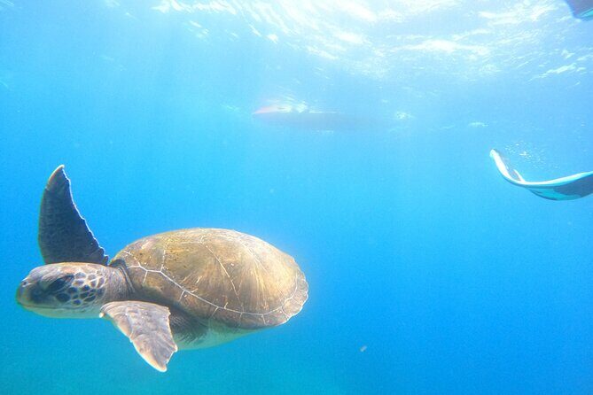 Tenerife: Kayaking and snorkeling, snacks, photos and marine life safari - Final Thoughts