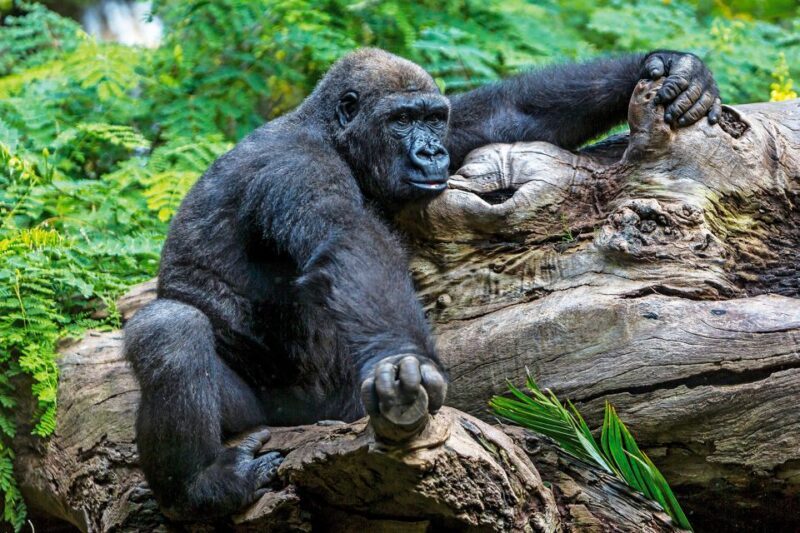 Tenerife: Loro Parque Entry Ticket - Who Should Visit Loro Parque?
