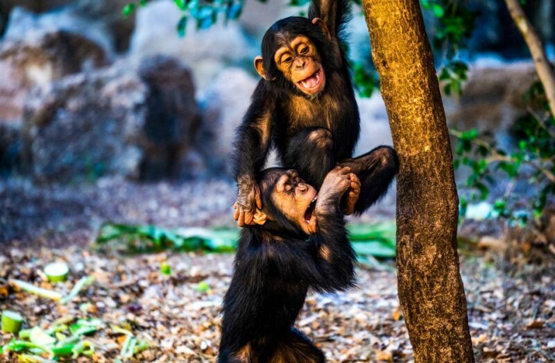 Tenerife: Loro Parque Entry Ticket - FAQ