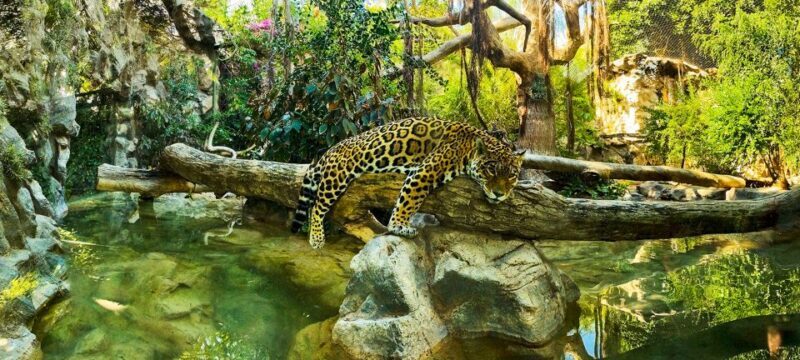 Tenerife: Loro Parque Entry Ticket - Final Thoughts