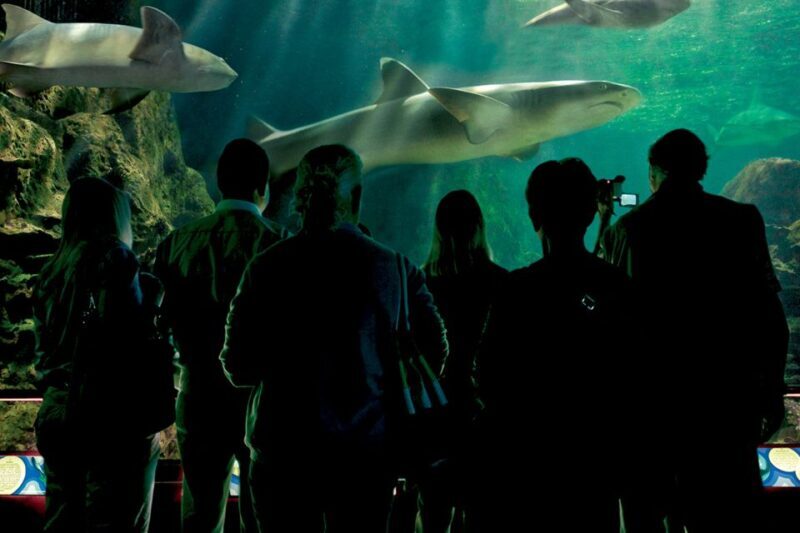 Tenerife: Loro Parque & Siam Park Entry Ticket with Transfer - Frequently Asked Questions