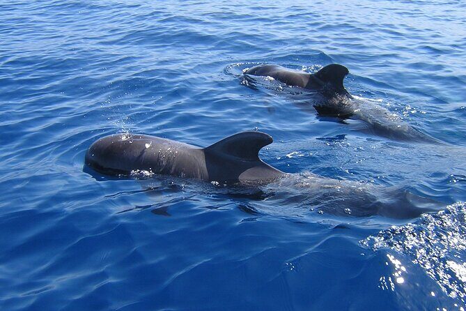 Tenerife Los Cristianos: Whale and Dolphin Eco-Yacht and Swim Stop - Tenerife Los Cristianos: Whale and Dolphin Eco-Yacht and Swim Stop - A Dive into Marine Marvels