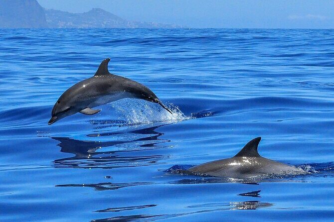 Tenerife Los Cristianos: Whale and Dolphin Eco-Yacht and Swim Stop - Key Points