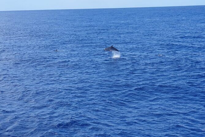 Tenerife Los Cristianos: Whale and Dolphin Eco-Yacht and Swim Stop - How the Experience Looks in Action